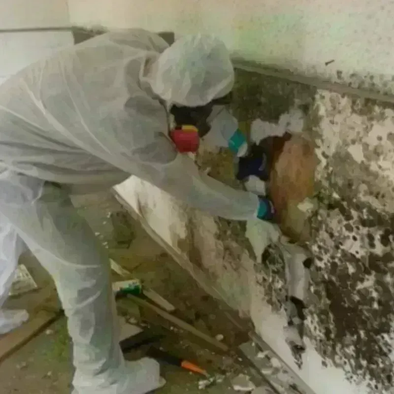 Mold Remediation and Removal in Boone County, WV